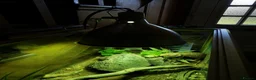 Bearded Dragon reptiles for sale: Bearded dragon + glass terrarium - Advert 4