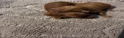 Cockapoo dogs for sale: One week and a half f1 cockapoos  - Advert 23