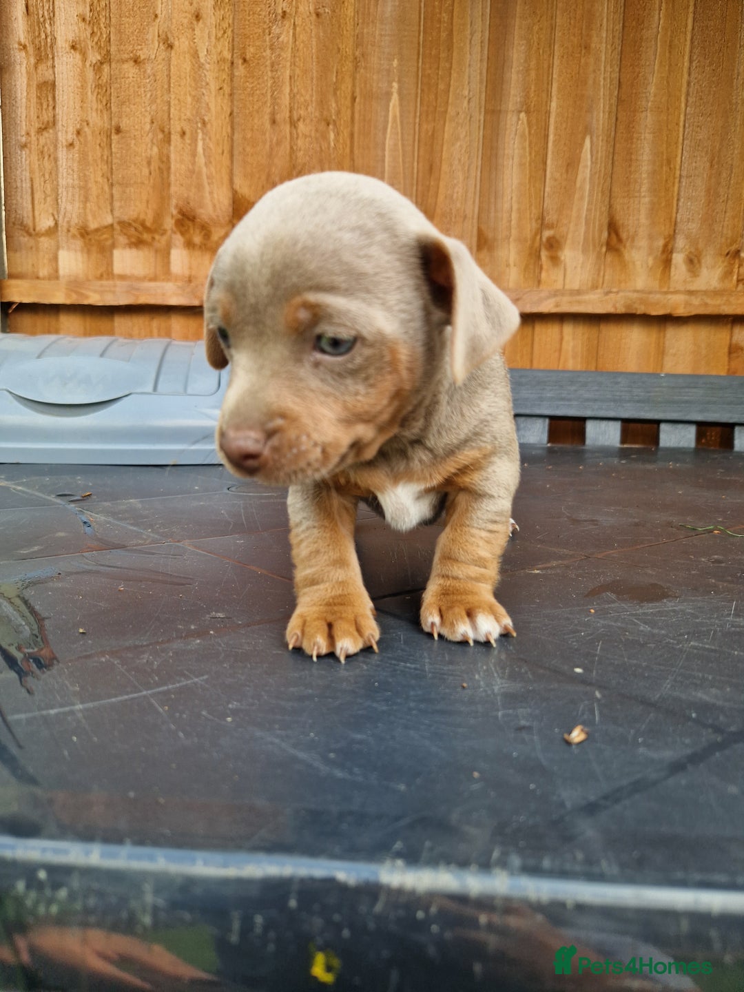 Jack Russell dogs for sale: Pure Jack Russells Rare colored  - Image 6
