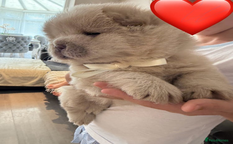 Chow Chow dogs - Advert 1
