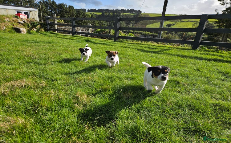 Jack Russell dogs - Advert 1