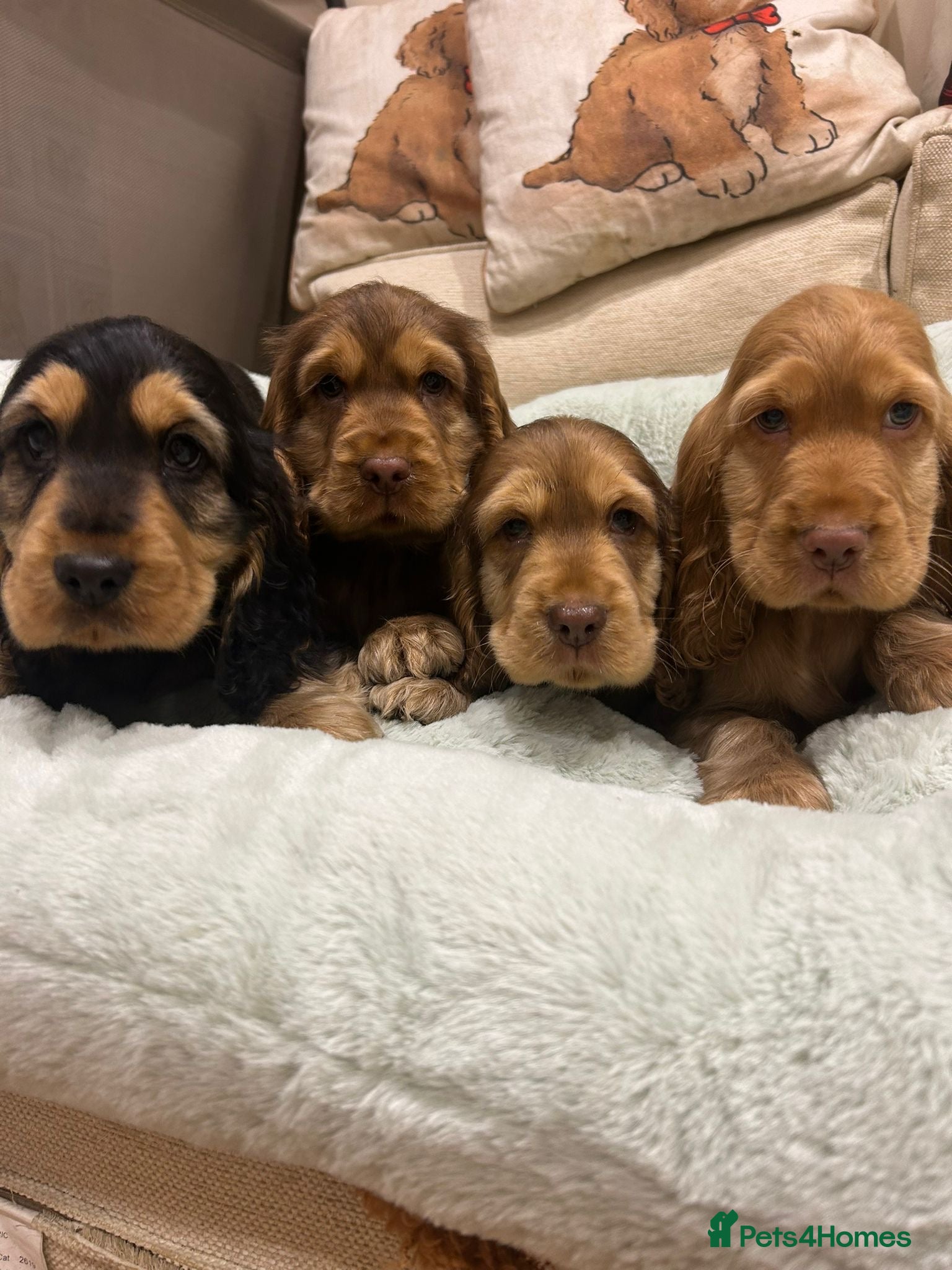 Cocker Spaniel dogs Stunning litter of KC registered show cockers  - Advert 1