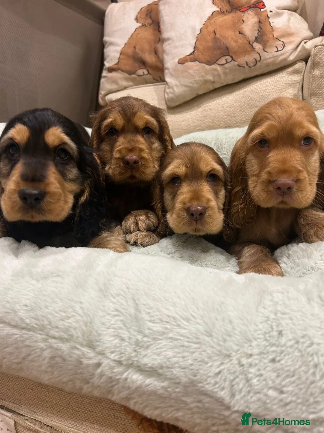 Cocker Spaniel dogs for sale: Stunning litter of KC registered show cockers  - Advert 1