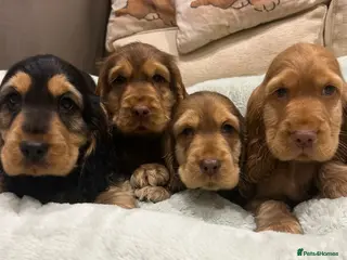 Cocker Spaniel dogs Stunning litter of KC registered show cockers - Advert 1