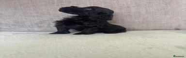 Cockapoo 7