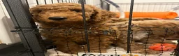 Cockapoo dogs for sale: Beautiful Red cockapoo boy. Ready now! - Advert 1