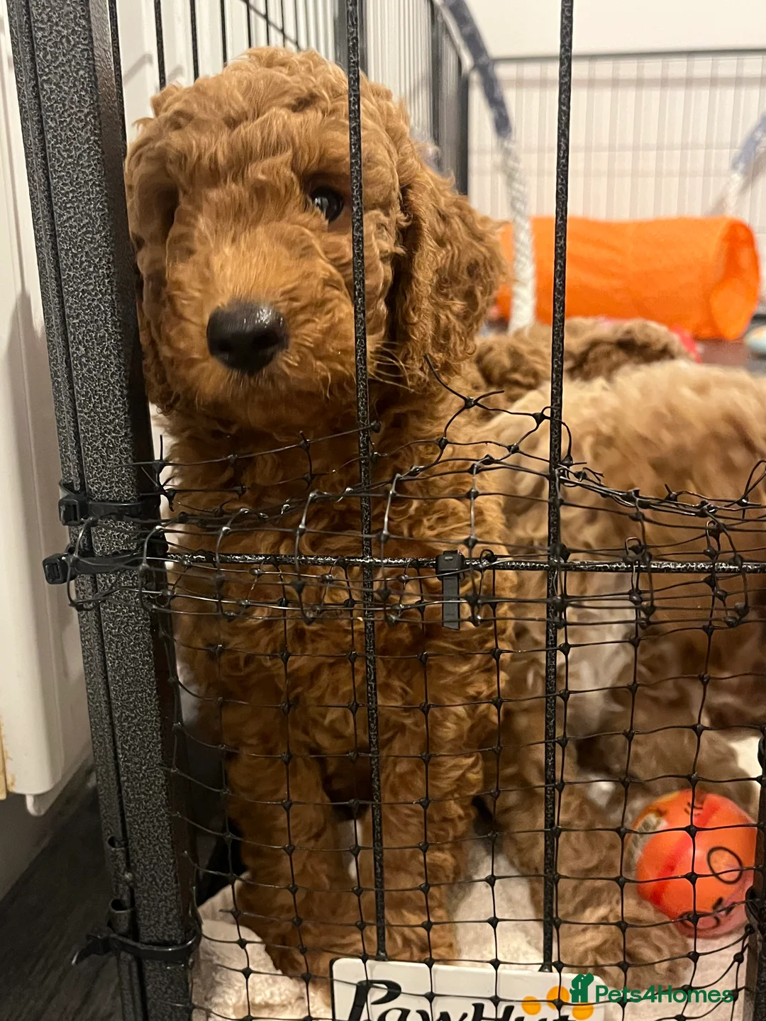 Cockapoo dogs for sale: Beautiful Red cockapoo boy. Ready now! - Advert 1