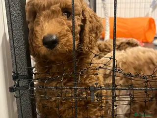 Cockapoo dogs Beautiful Red cockapoo boy. Ready now! - Advert 7