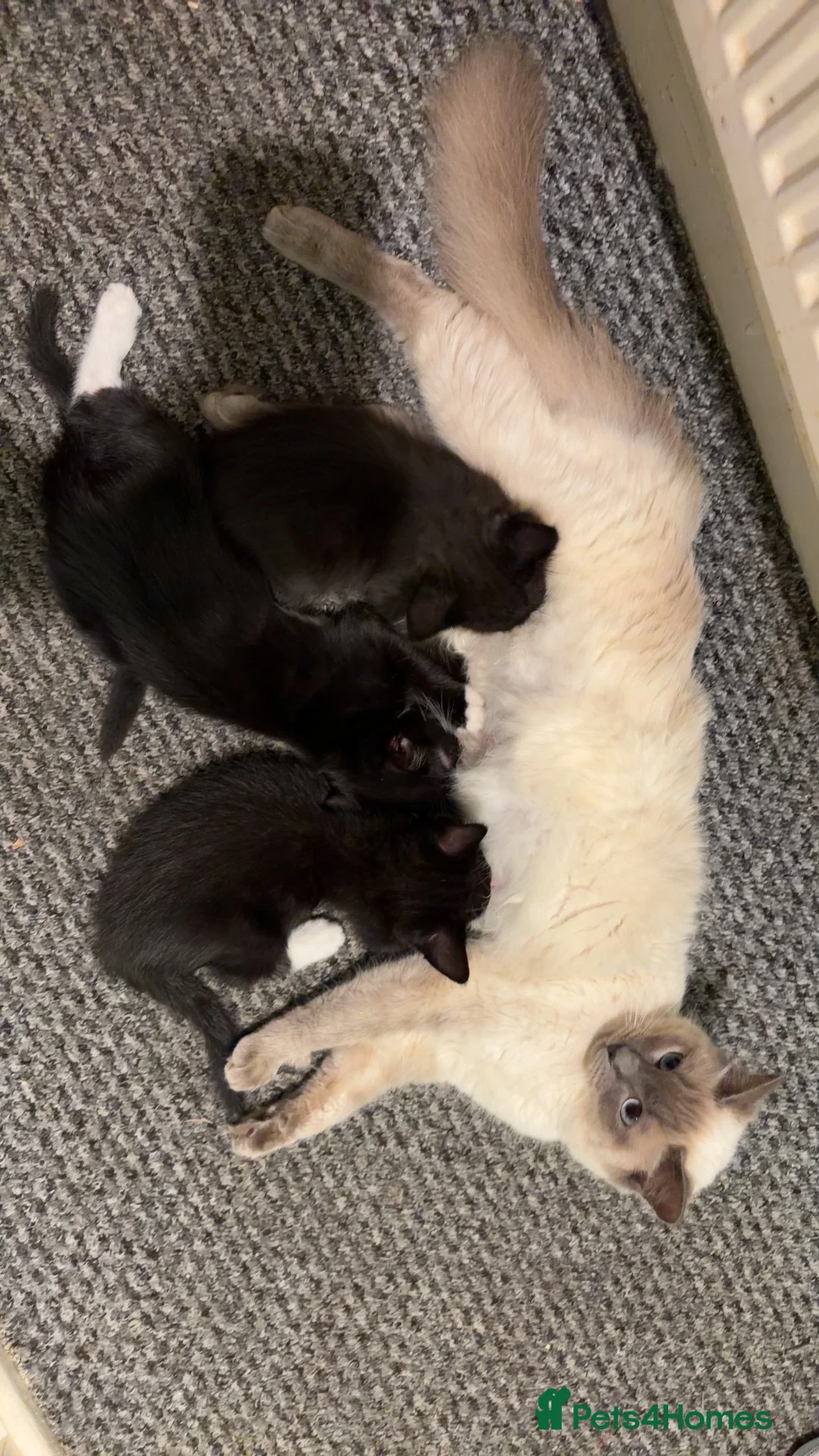 Ragdoll cats for sale: Ragdoll cross in Newport - Advert 4