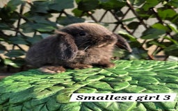 Mini Lop rabbits for sale: Pure bred Mini Lop Bunnies - Image 9