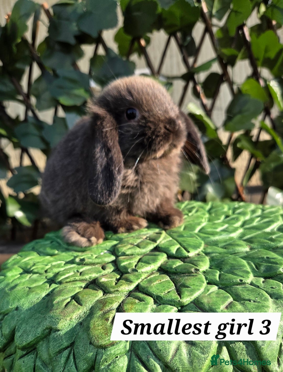 Mini Lop rabbits for sale: Pure bred Mini Lop Bunnies - Image 9