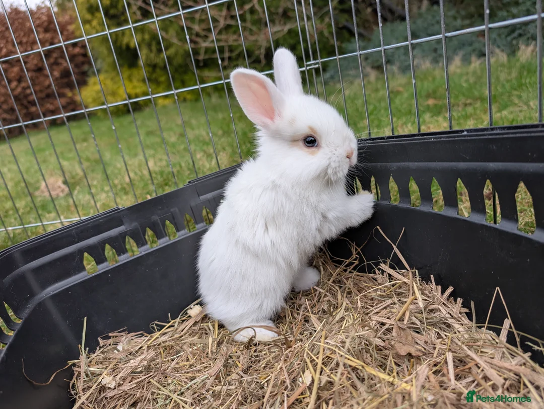 Dwarf Lop rabbits for sale: Male dwarf lop rabbit  - Advert 1