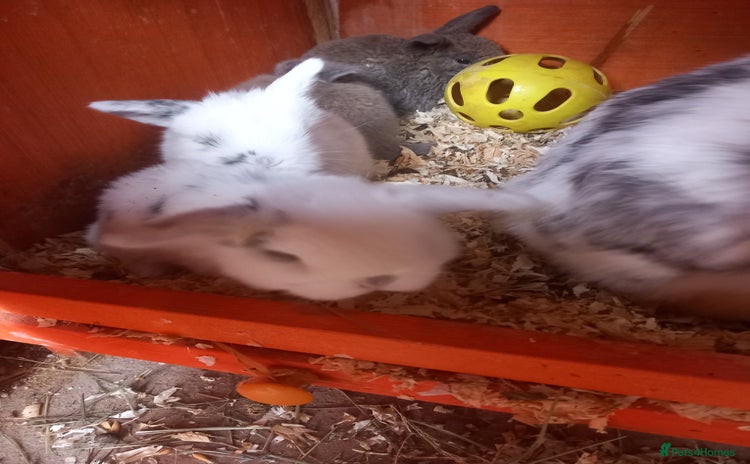 Mini Lop rabbits - Advert 13