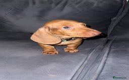 Dachshund dogs for sale: Beautiful dachshund girl left (fully vaccinated) - Advert 32
