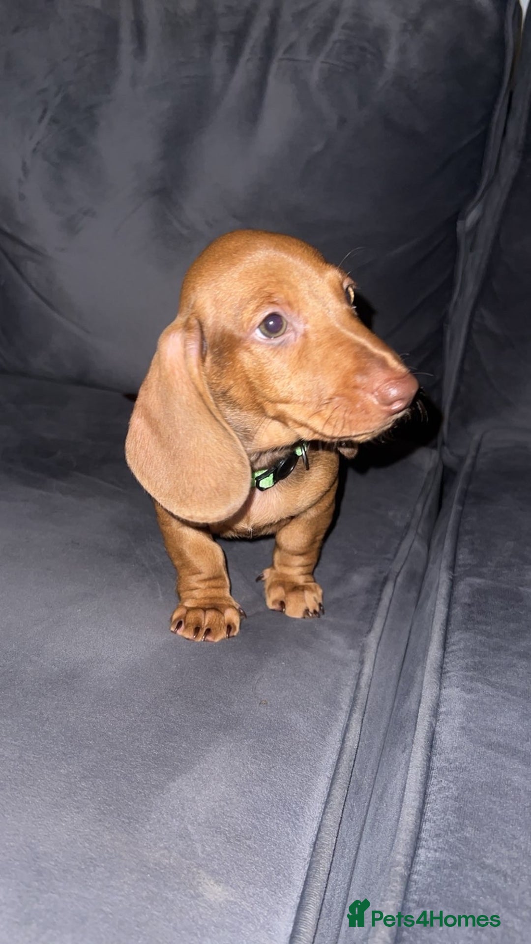 Dachshund dogs for sale: Beautiful dachshund girl left (fully vaccinated) - Advert 32