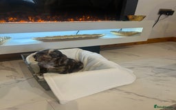 Cocker Spaniel dogs for sale: Rainbow litter cocker spaniel puppies  - Advert 20