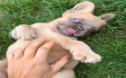 French Bulldog dogs for sale: REDUCED Last Pup! Quality Fluffy 🦁 - READY 🏠 - Advert 1