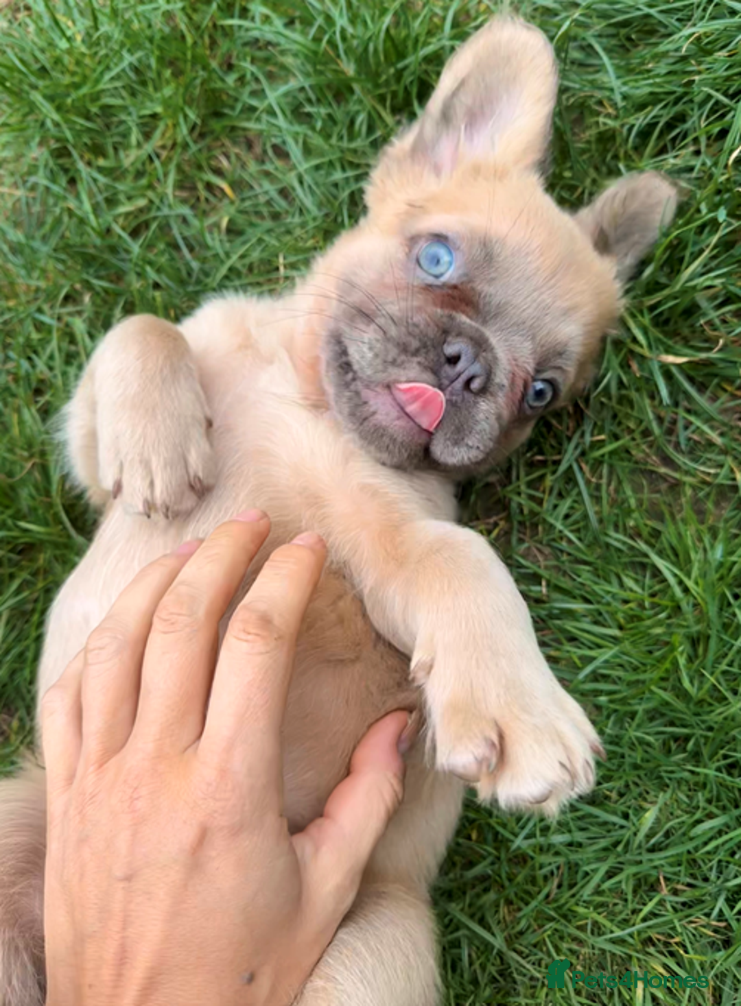 French Bulldog dogs for sale: REDUCED Last Pup! Quality Fluffy 🦁 - READY 🏠 - Advert 1