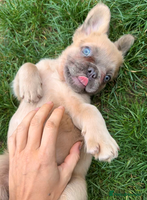 French Bulldog dogs - Advert 3