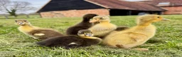 Ducks poultry for sale: Indian runner ducklings - Advert 5