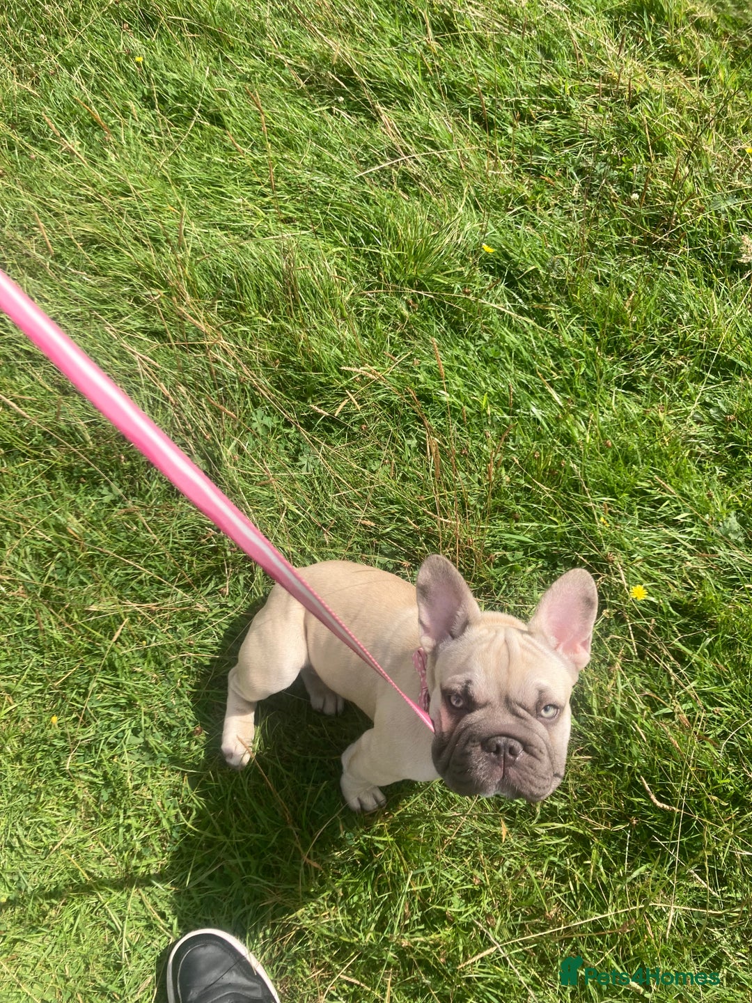 French Bulldog dogs for sale: French bulldog  - Image 8