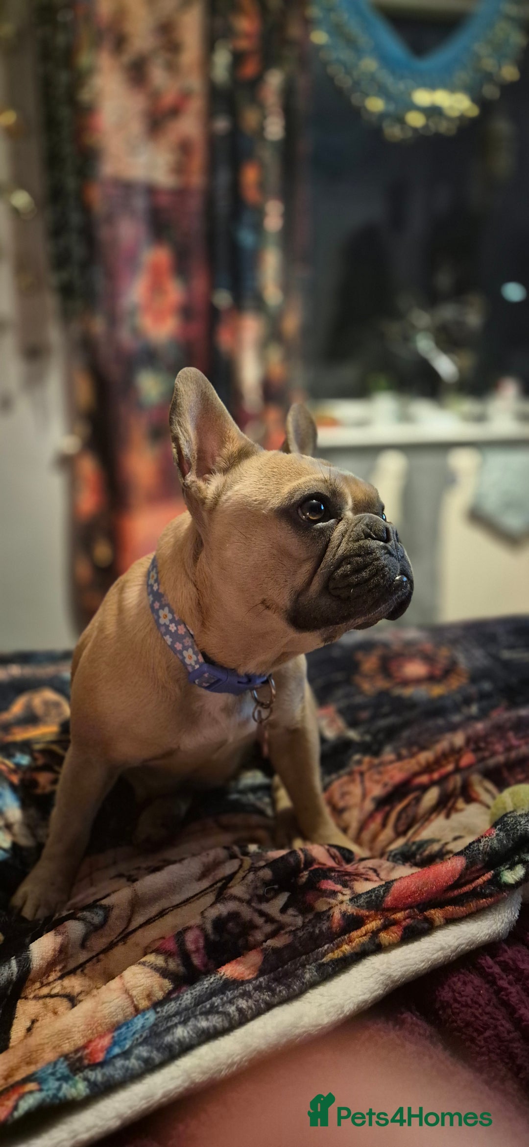 French Bulldog dogs for sale: French bulldog - Advert 4