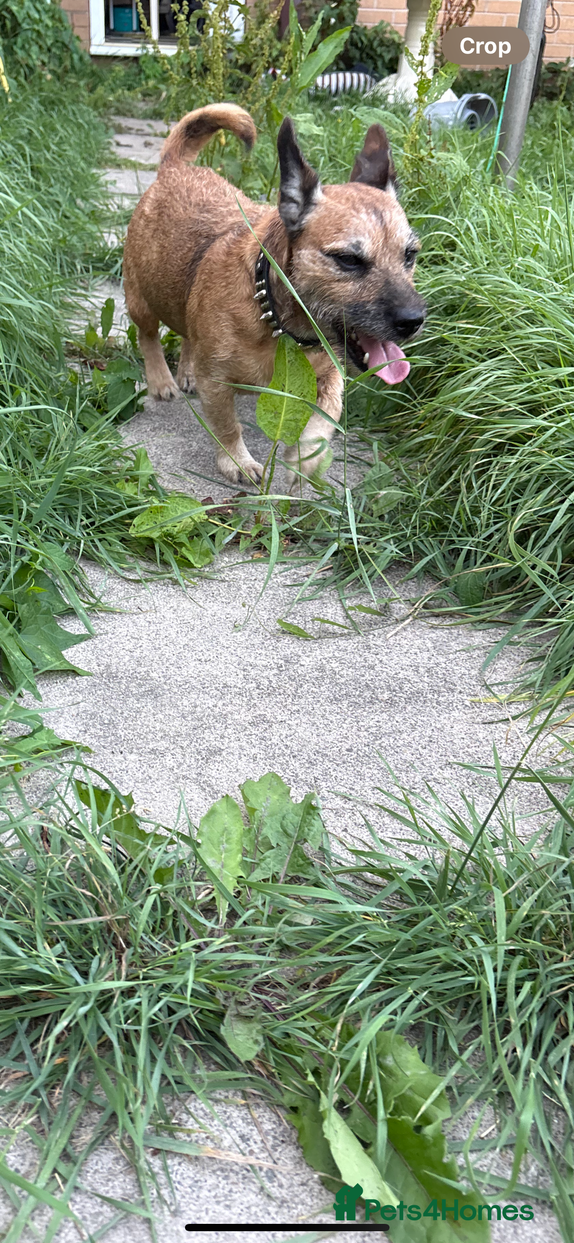 Mixed Breed dogs Terrier x jack russell - Advert 8