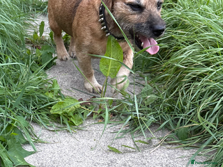 Mixed Breed dogs Terrier x jack russell - Advert 3