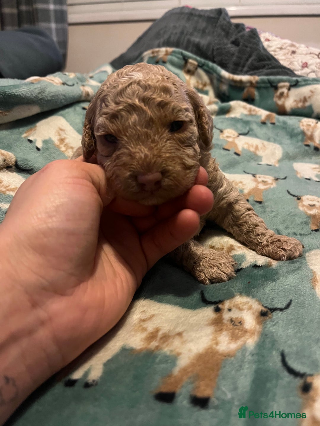 Miniature Poodle dogs for sale: Beautiful miniature poodles  - Advert 18