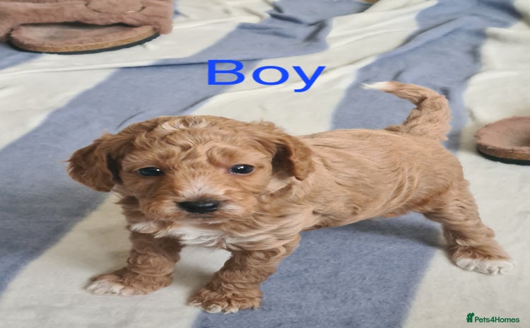 Cockapoo dogs - Advert 5