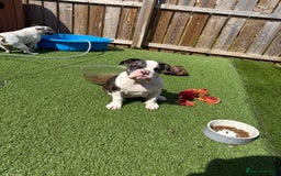 Old Tyme Bulldog dogs for sale: Merl old Tyme bulldog  - Image 4