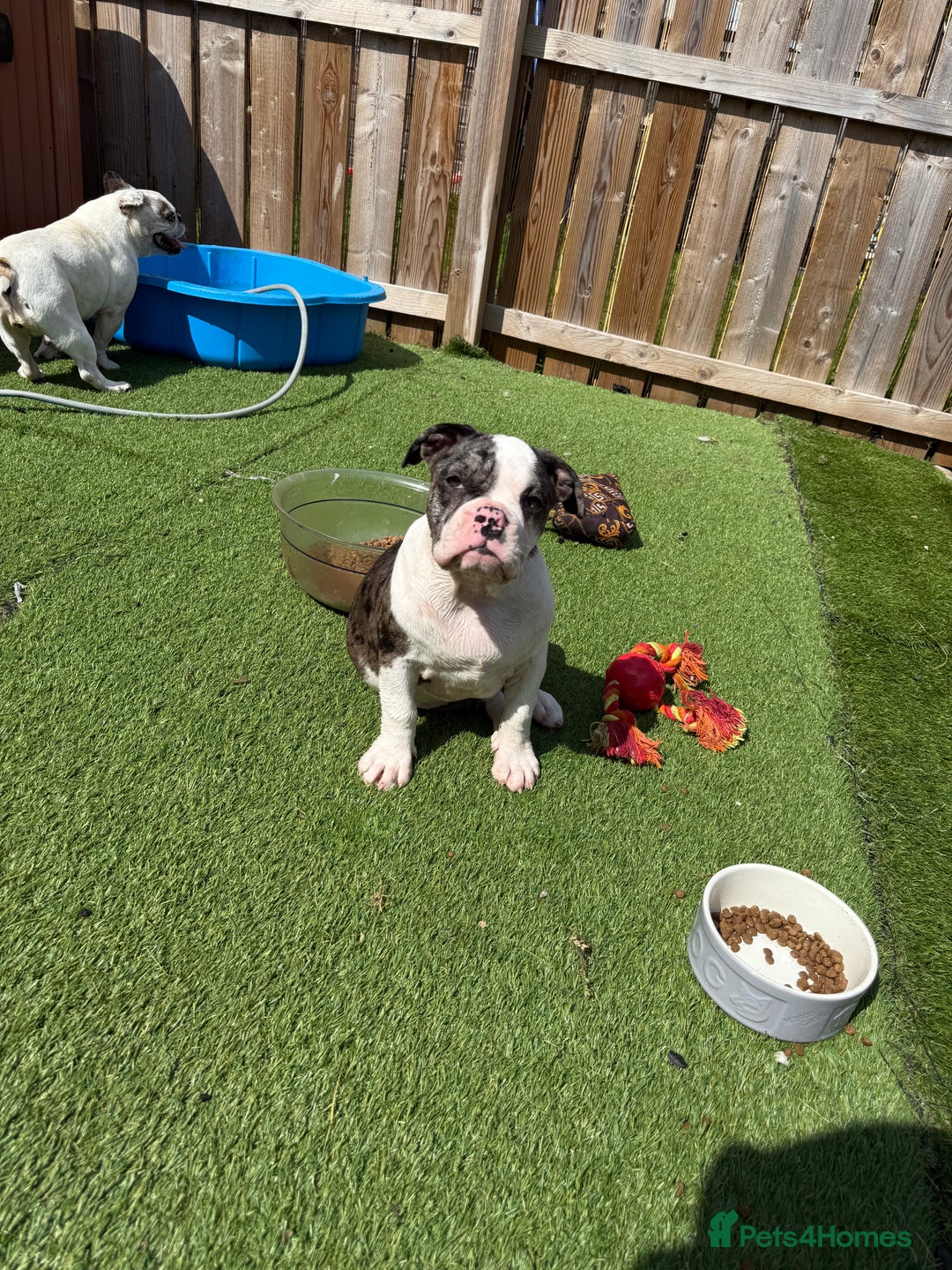 Old Tyme Bulldog dogs for sale: Merl old Tyme bulldog  - Image 4