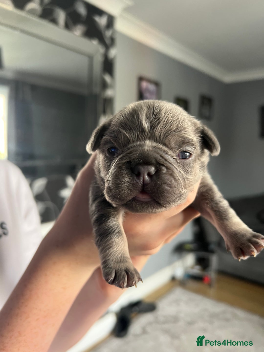French Bulldog dogs for sale: Fluffy French bulldog pups  - Image 8