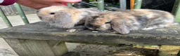 Mini Lop rabbits for sale: Mini lop baby bunnies  - Advert 5
