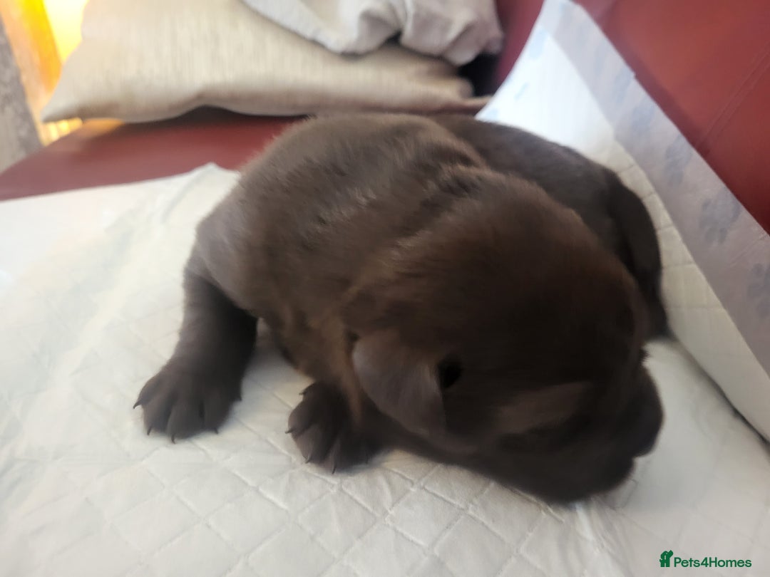 Labrador Retriever dogs for sale: KC Reg Chocolate Labrador puppies - Image 6
