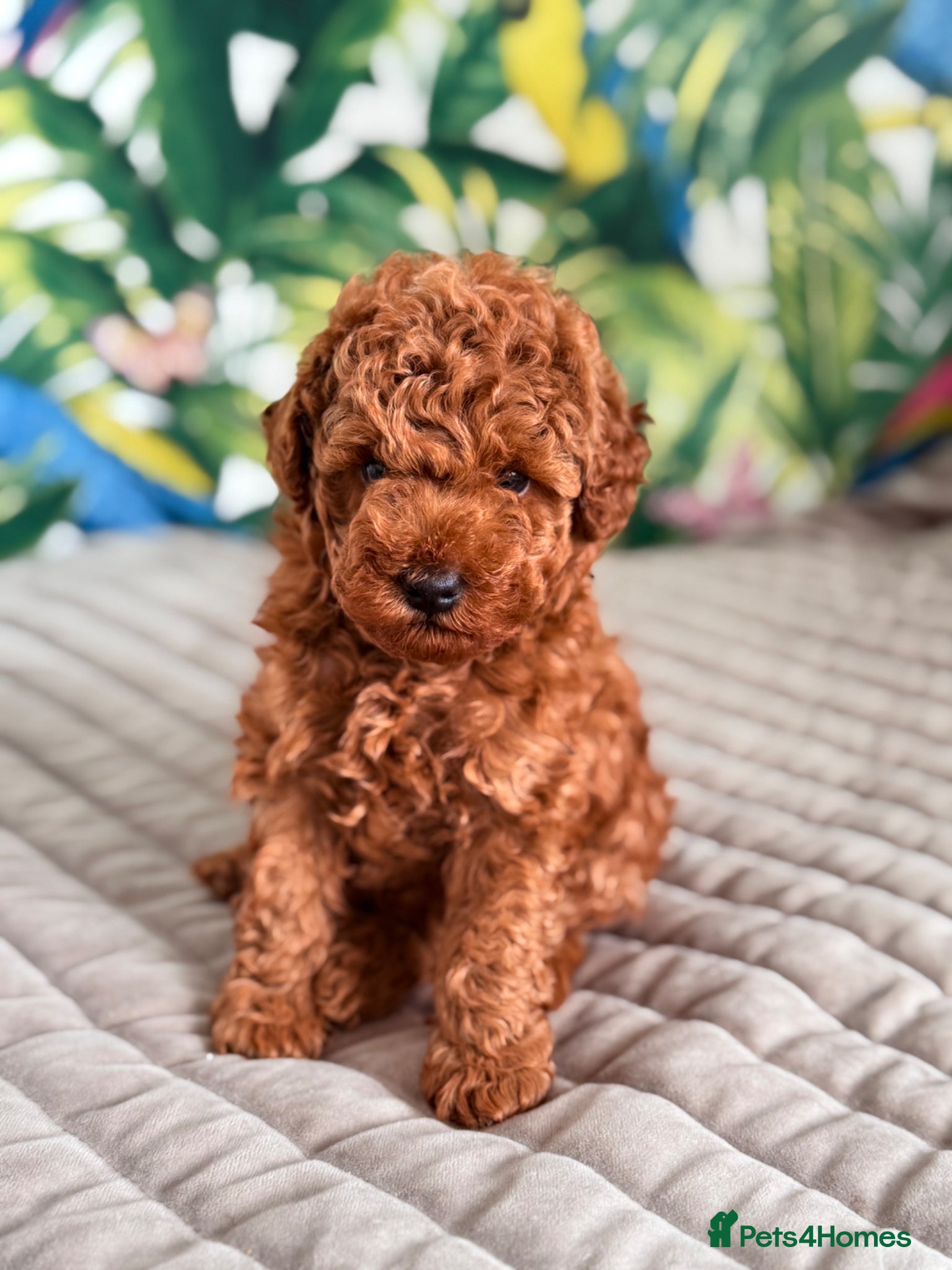 Toy Poodle dogs for sale: Beautiful Toy Poodle Available-One Girl & Boy 🐾❤️ - Advert 6