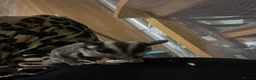 Sugar Glider rodents for sale: 2 female sugar gliders  in Chester - Advert 6