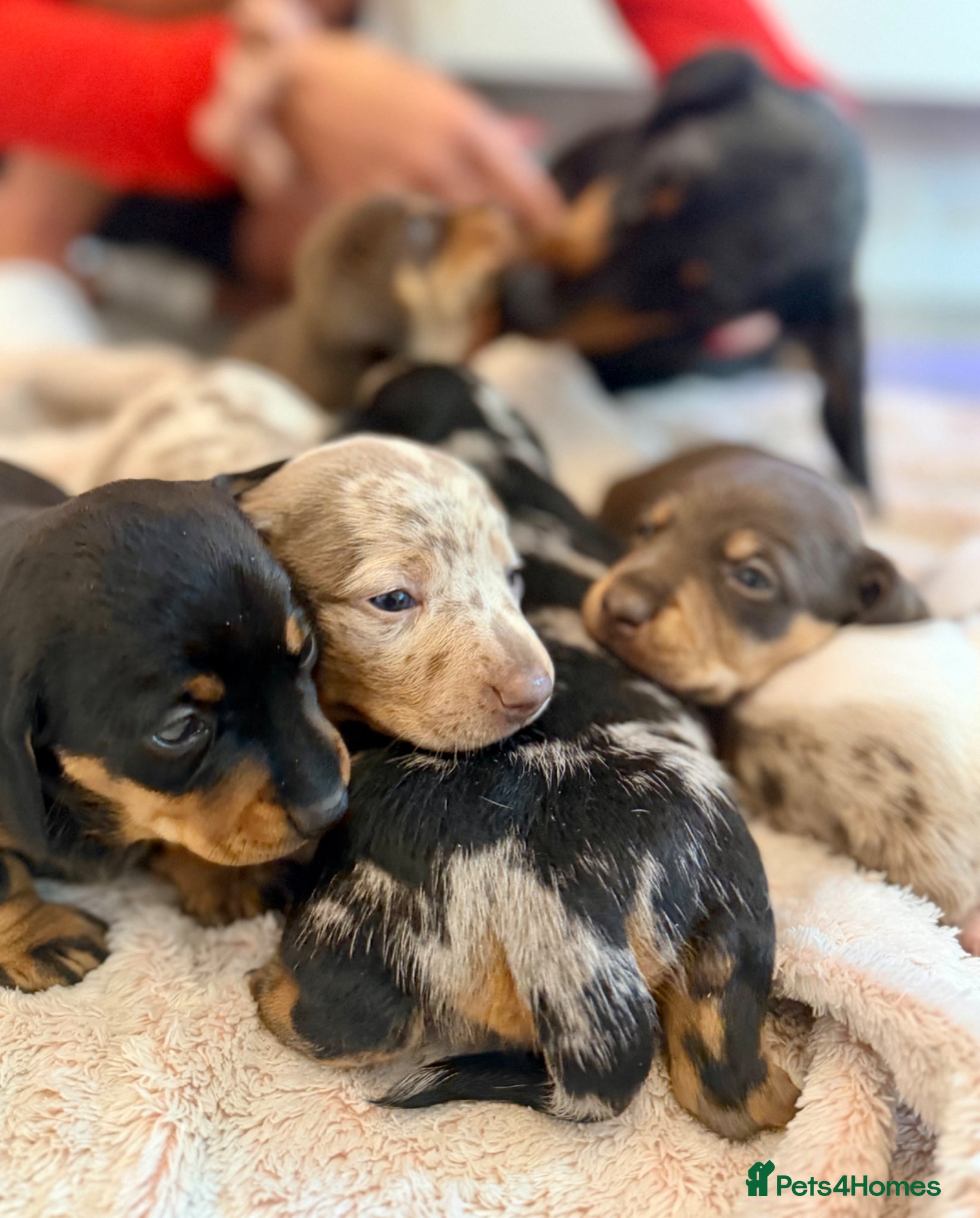 Dachshund dogs Dachshund  - Advert 2