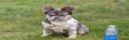 French Bulldog dogs for sale: Lovely fluffy frenchies - Advert 6