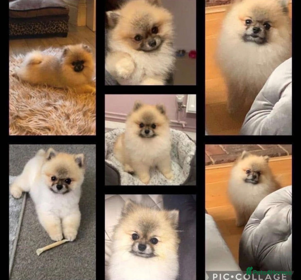 Pomeranian dogs KC Pomeranian teddy bears  - Advert 14