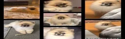 Pomeranian dogs for sale: KC Pomeranian teddy bears  - Advert 1