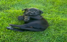 Labrador Retriever dogs for sale: Beautiful Labrador Puppies – 5 Girls & 3 Boys - Image 5