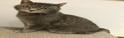 Mixed Breed cats for adoption: Tilly needs a loving home  - Advert 1