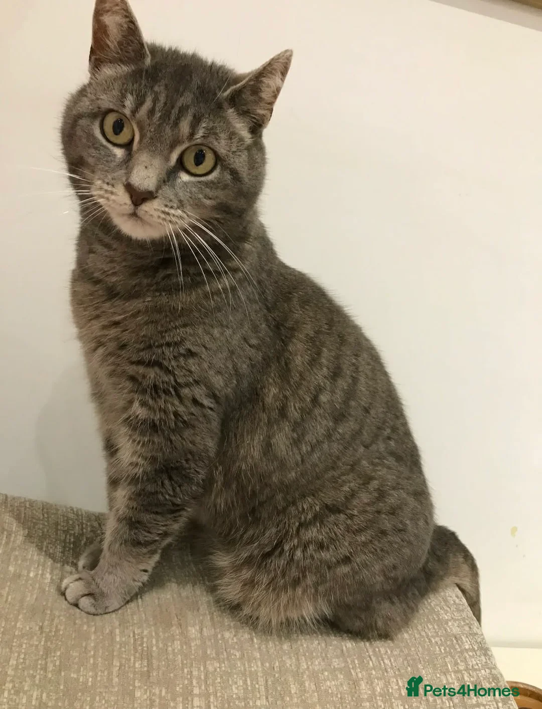Mixed Breed cats for adoption: Tilly needs a loving home  - Advert 1