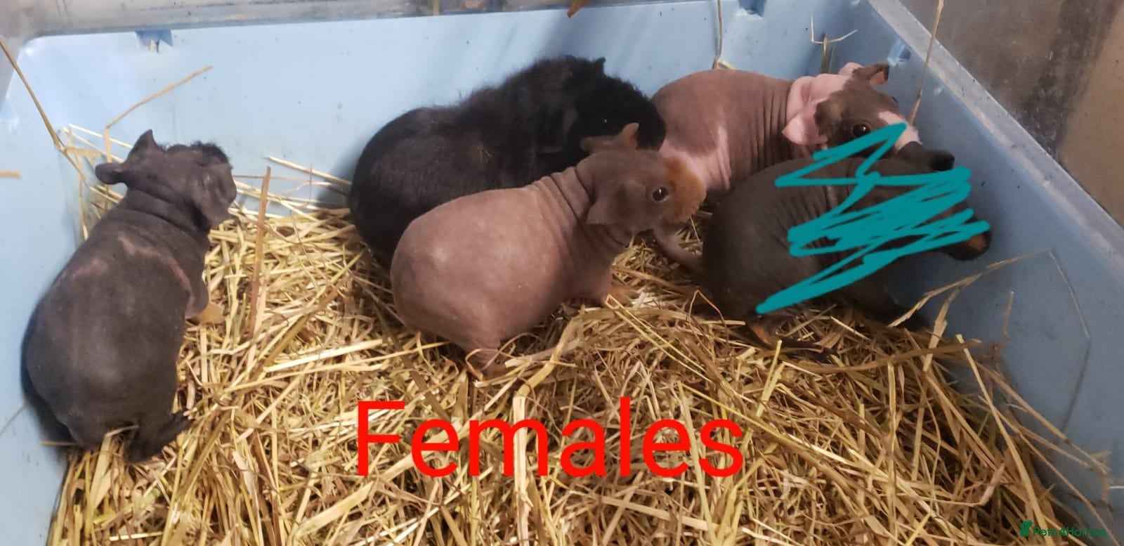 Guinea Pig rodents Skinny Pig Females/Male available  - Advert 3