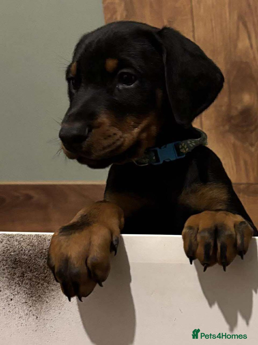 Dobermann dogs for sale: Stunning KC Dobermans champion bloodlines  - Advert 10