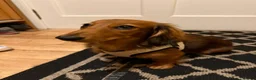 Miniature Dachshund dogs for sale: Beautiful Pedigree Long-Haired Dachshund Puppy - Advert 4