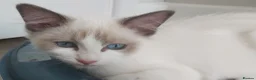 Ragdoll cats for sale: RAGDOLLS SEAL POINT BICOLOUR GIRLS BLUE EYES  - Advert 15