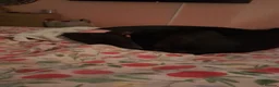 Lurcher dogs for sale: Lovely Lurcher  in South Shields - Advert 3