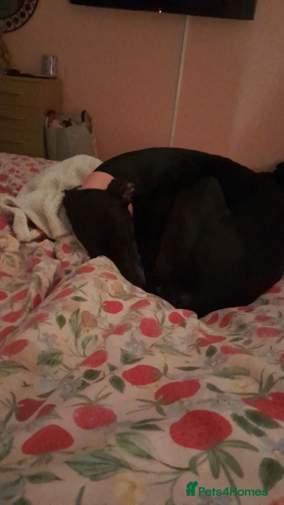 Lurcher dogs for sale: Lovely Lurcher  in South Shields - Advert 3